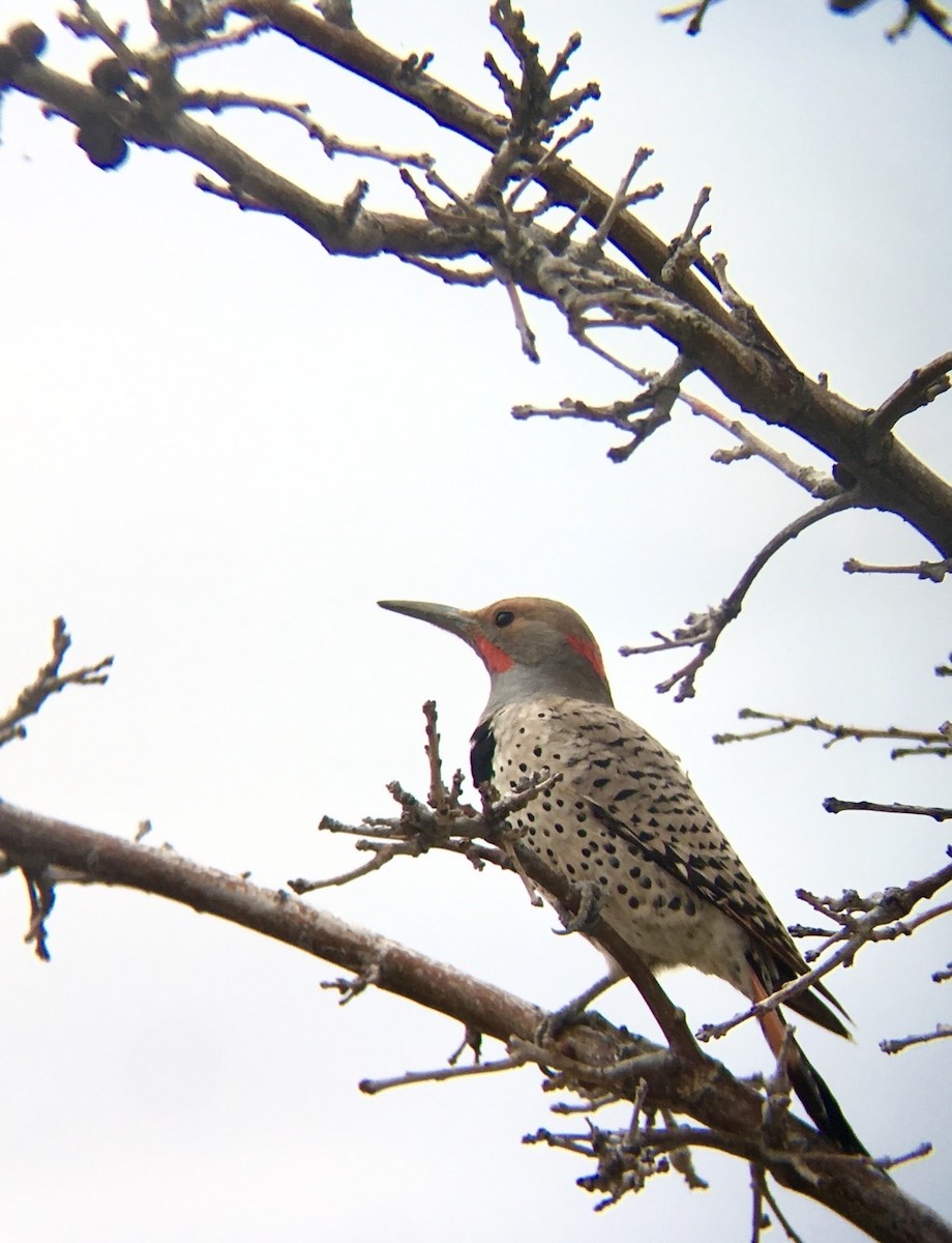 Northern Flicker (Yellow-shafted x Red-shafted) - ML616507095