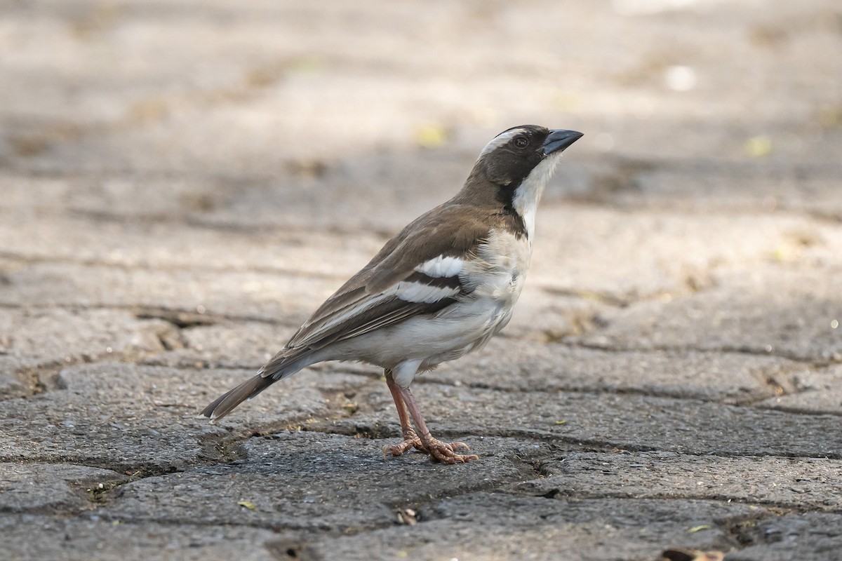 White-browed Sparrow-Weaver - Nancy Larrabee