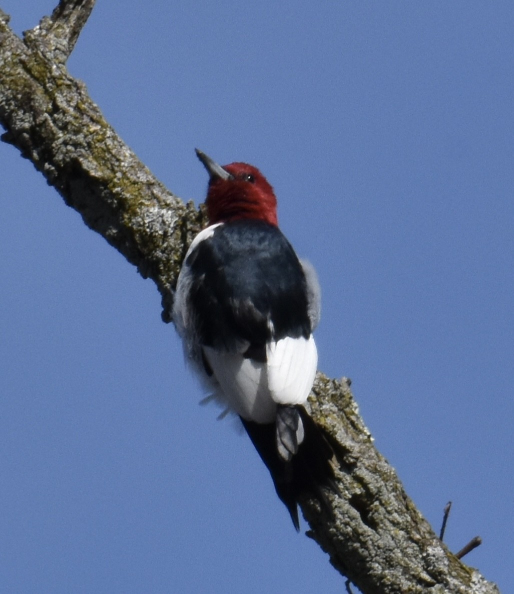 Red-headed Woodpecker - ML616507119