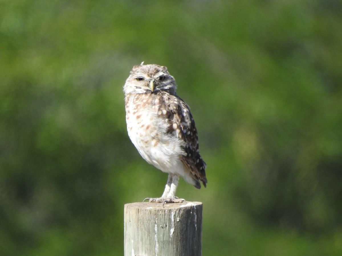 Burrowing Owl - ML616507142