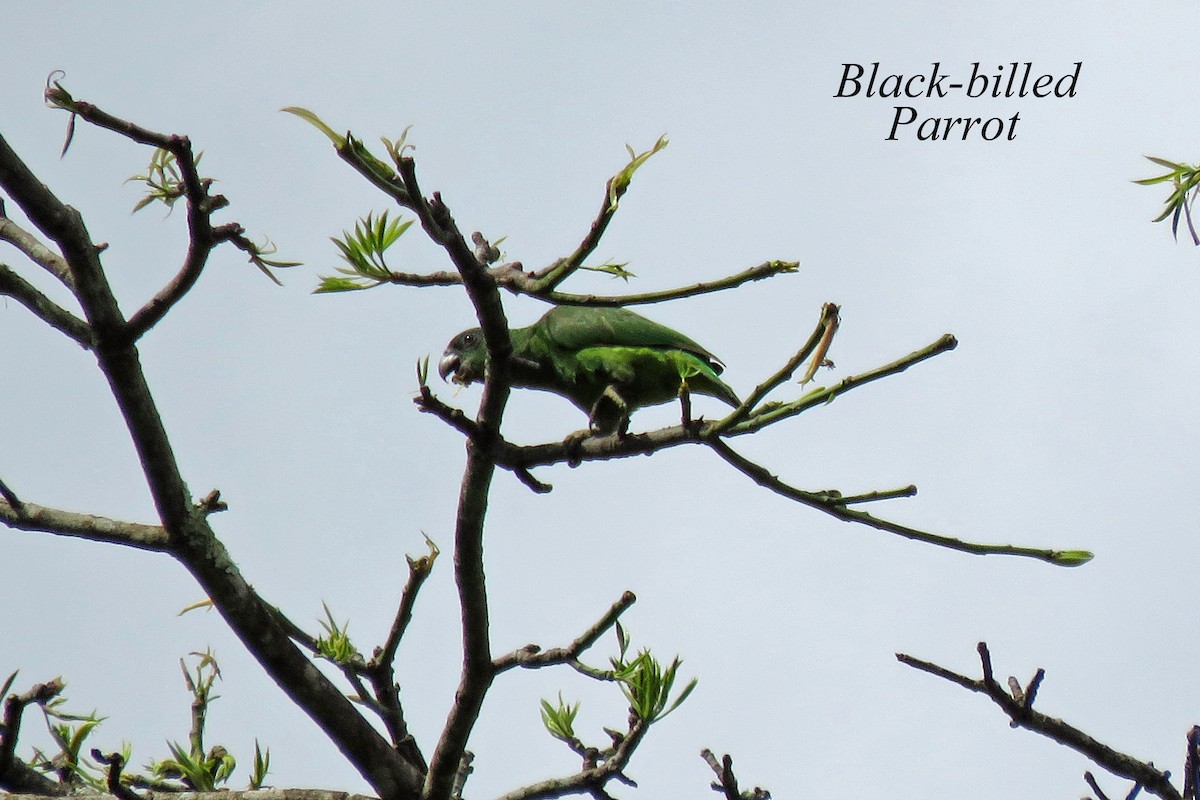 Black-billed Parrot - ML616507336