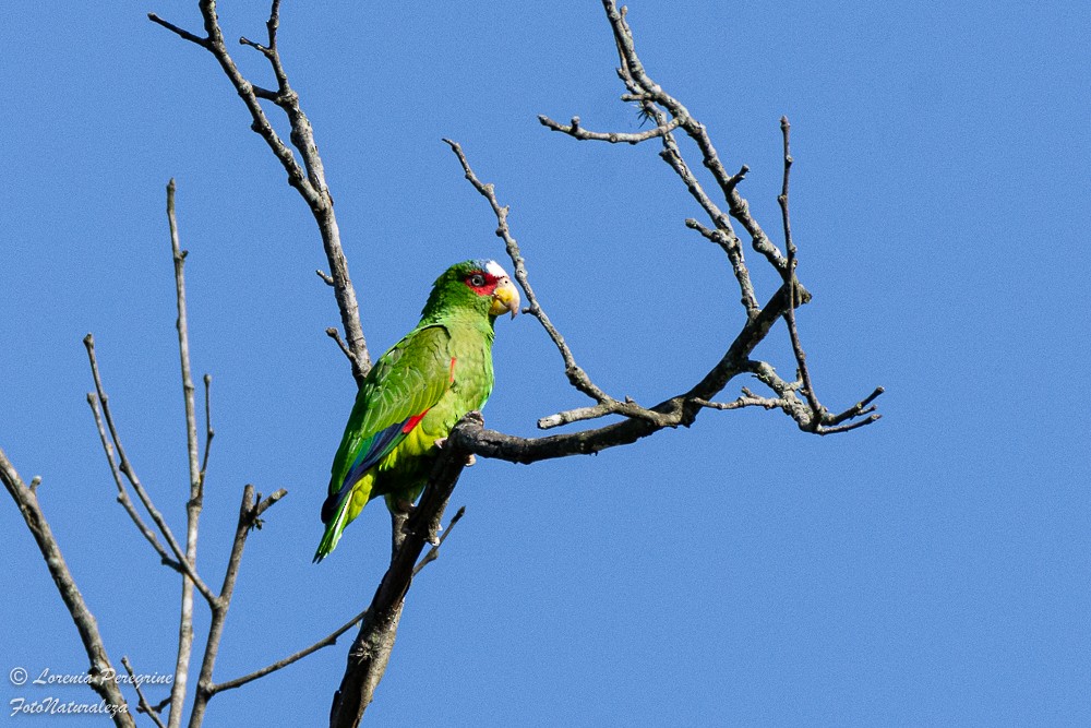 White-fronted Parrot - ML616507337