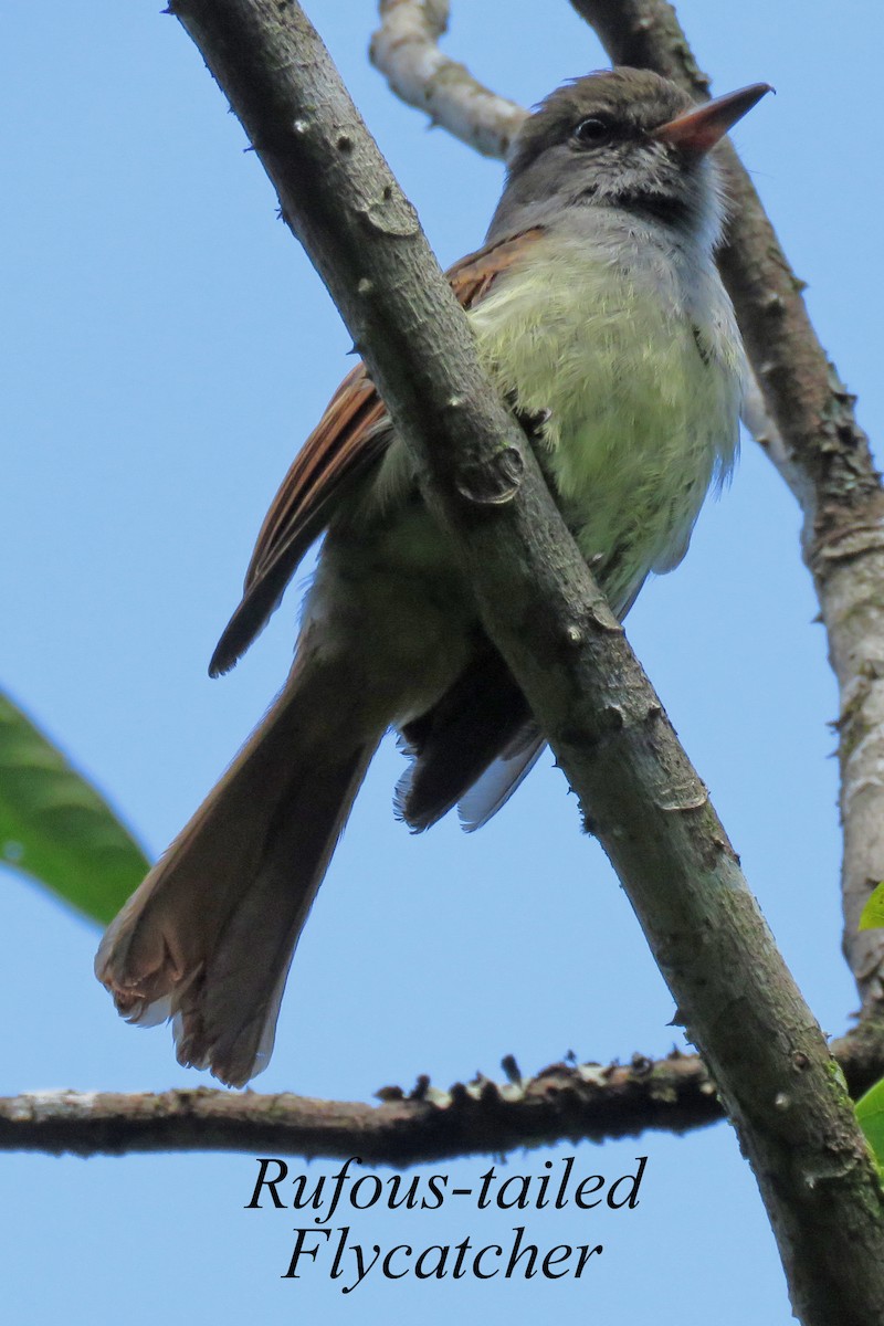 Rufous-tailed Flycatcher - ML616507372