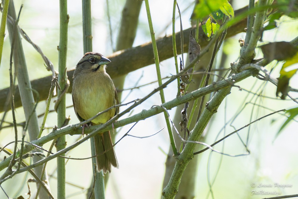 Rusty Sparrow - lorenia Peregrine
