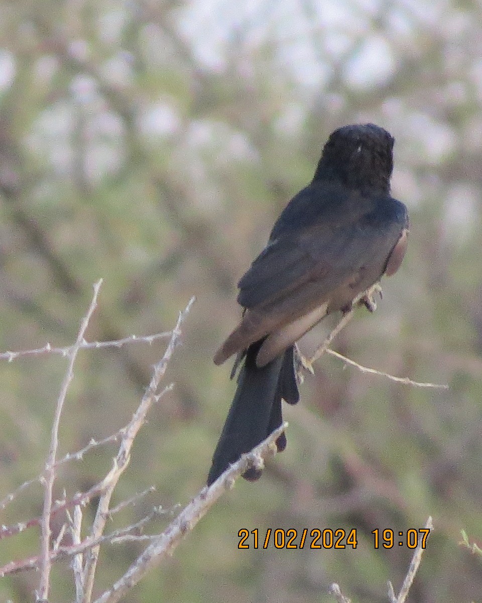 Fork-tailed Drongo - ML616507386