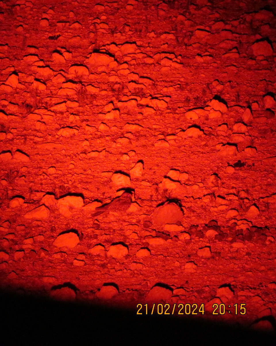 Rufous-cheeked Nightjar - ML616507419