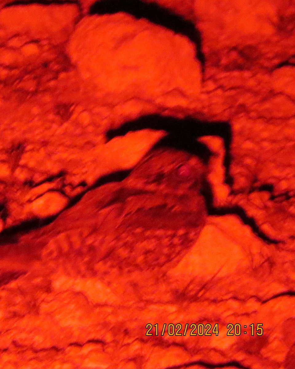 Rufous-cheeked Nightjar - ML616507422
