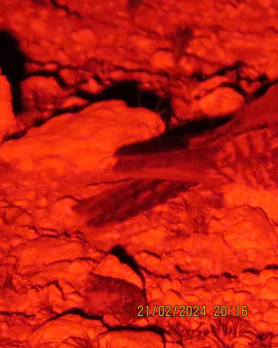 Rufous-cheeked Nightjar - ML616507428