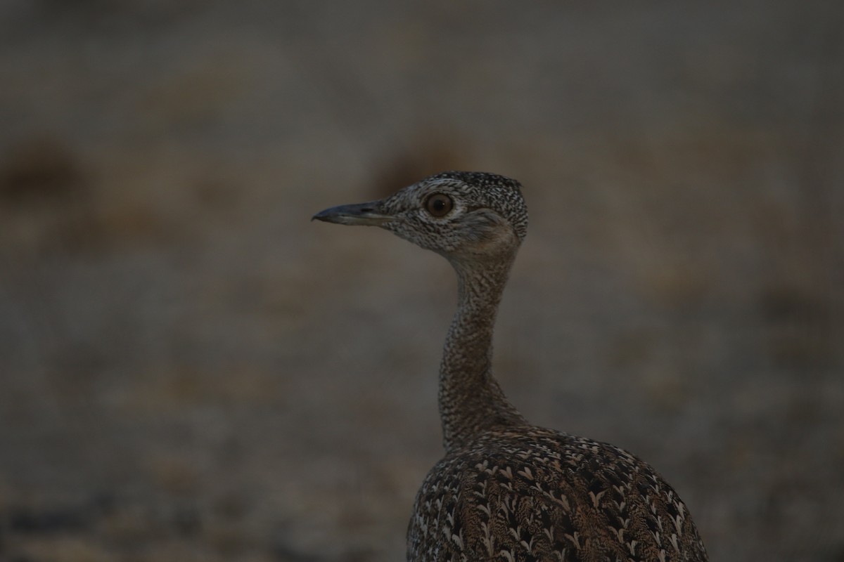 Red-crested Bustard - ML616507465