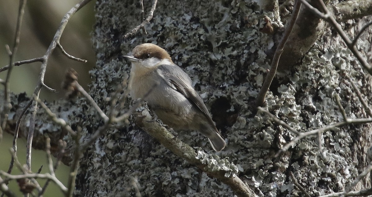 Brown-headed Nuthatch - ML616507466