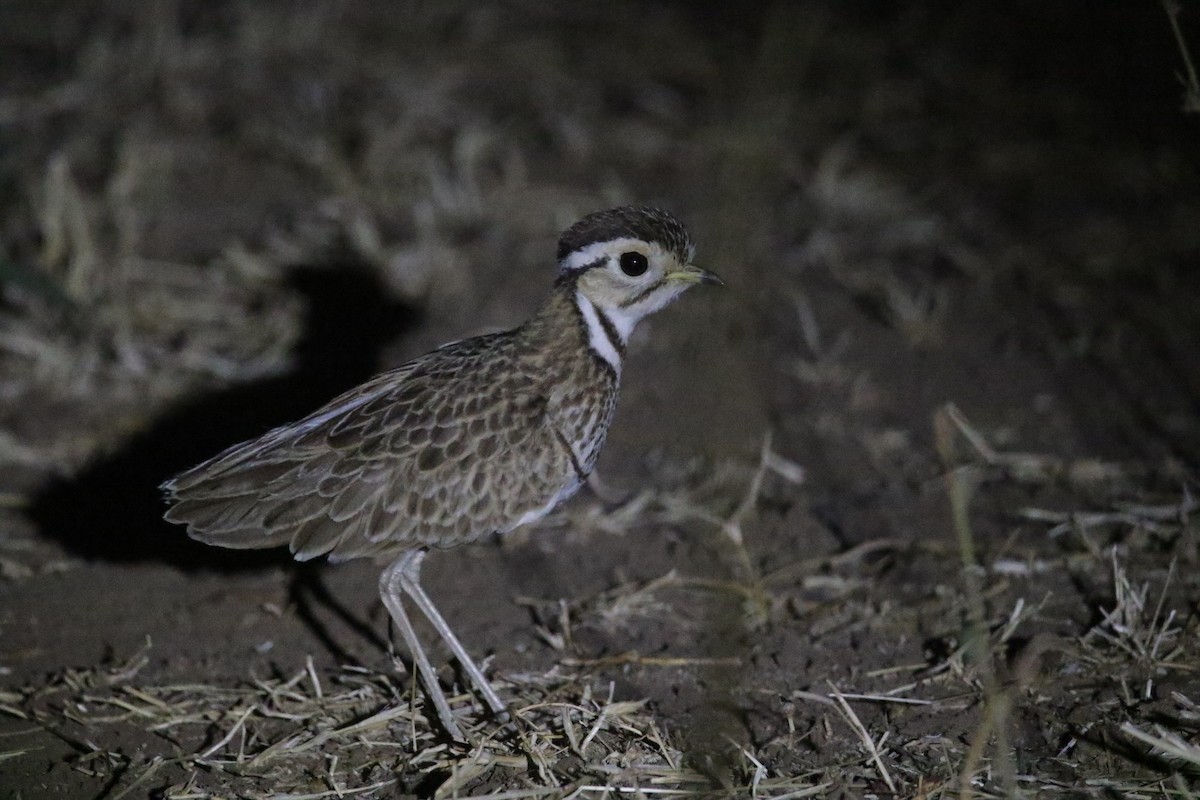 Three-banded Courser - ML616507488
