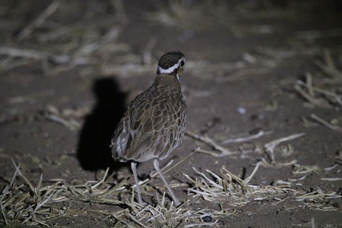 Three-banded Courser - ML616507489