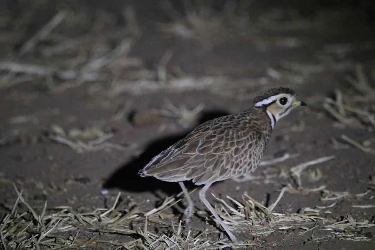 Three-banded Courser - ML616507490