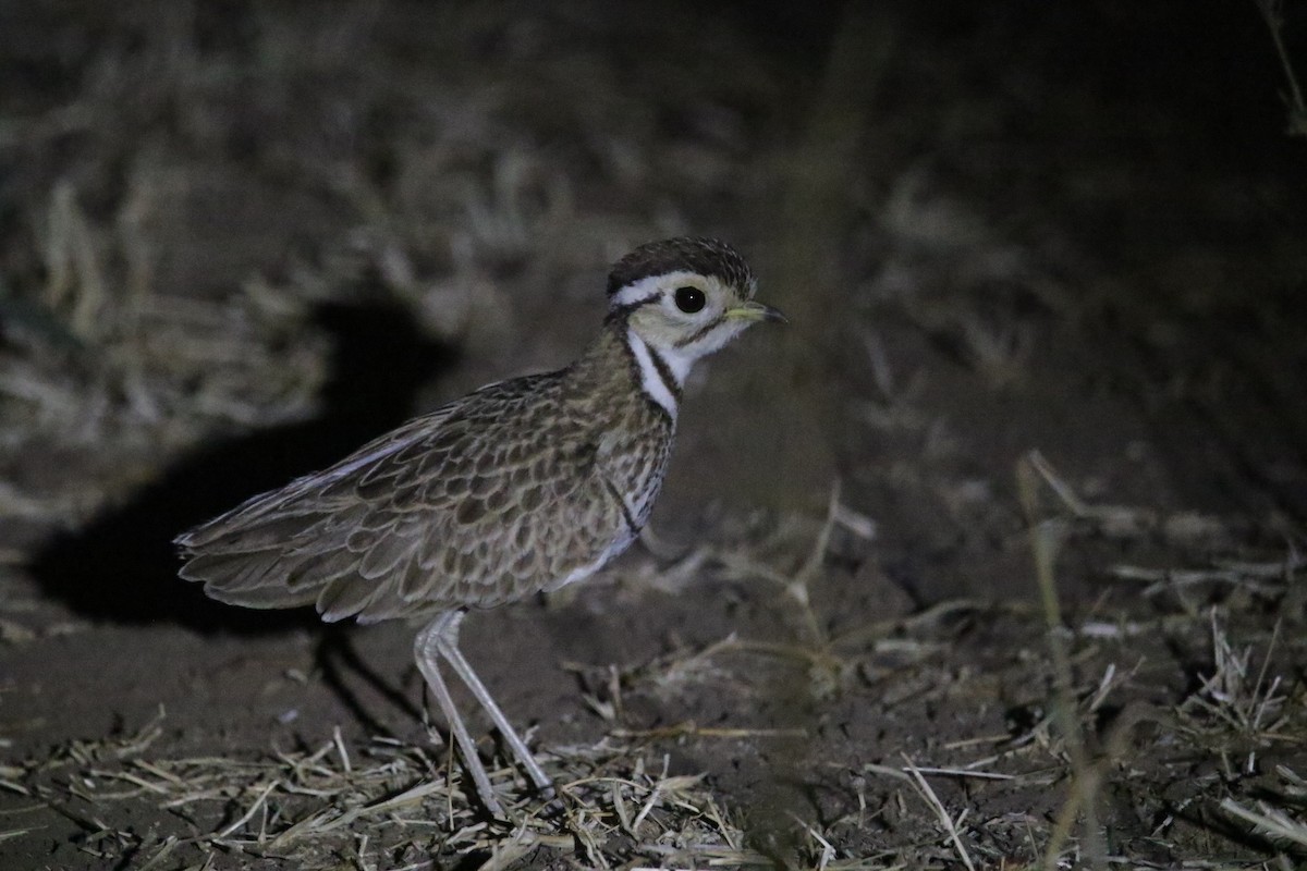 Three-banded Courser - ML616507493