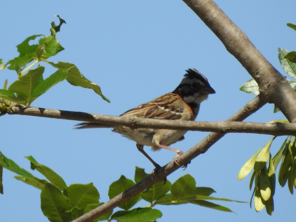 Rufous-collared Sparrow - ML616507507