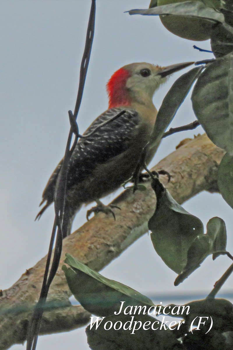 Jamaican Woodpecker - ML616507524
