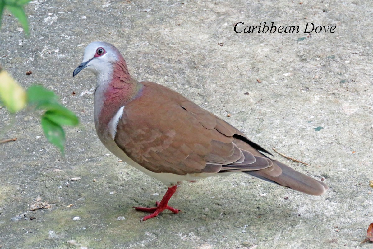 Caribbean Dove - Merrill Lester