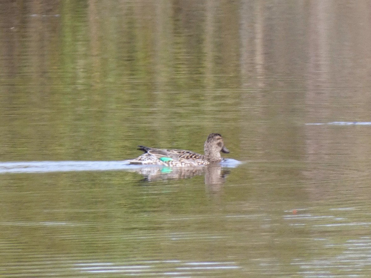Green-winged Teal - ML616507696
