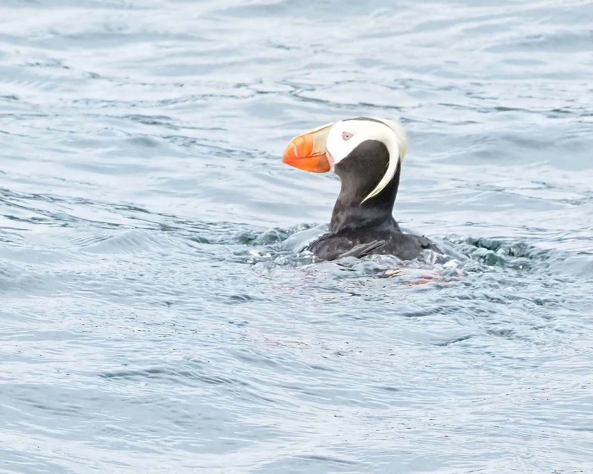 Tufted Puffin - ML616507757