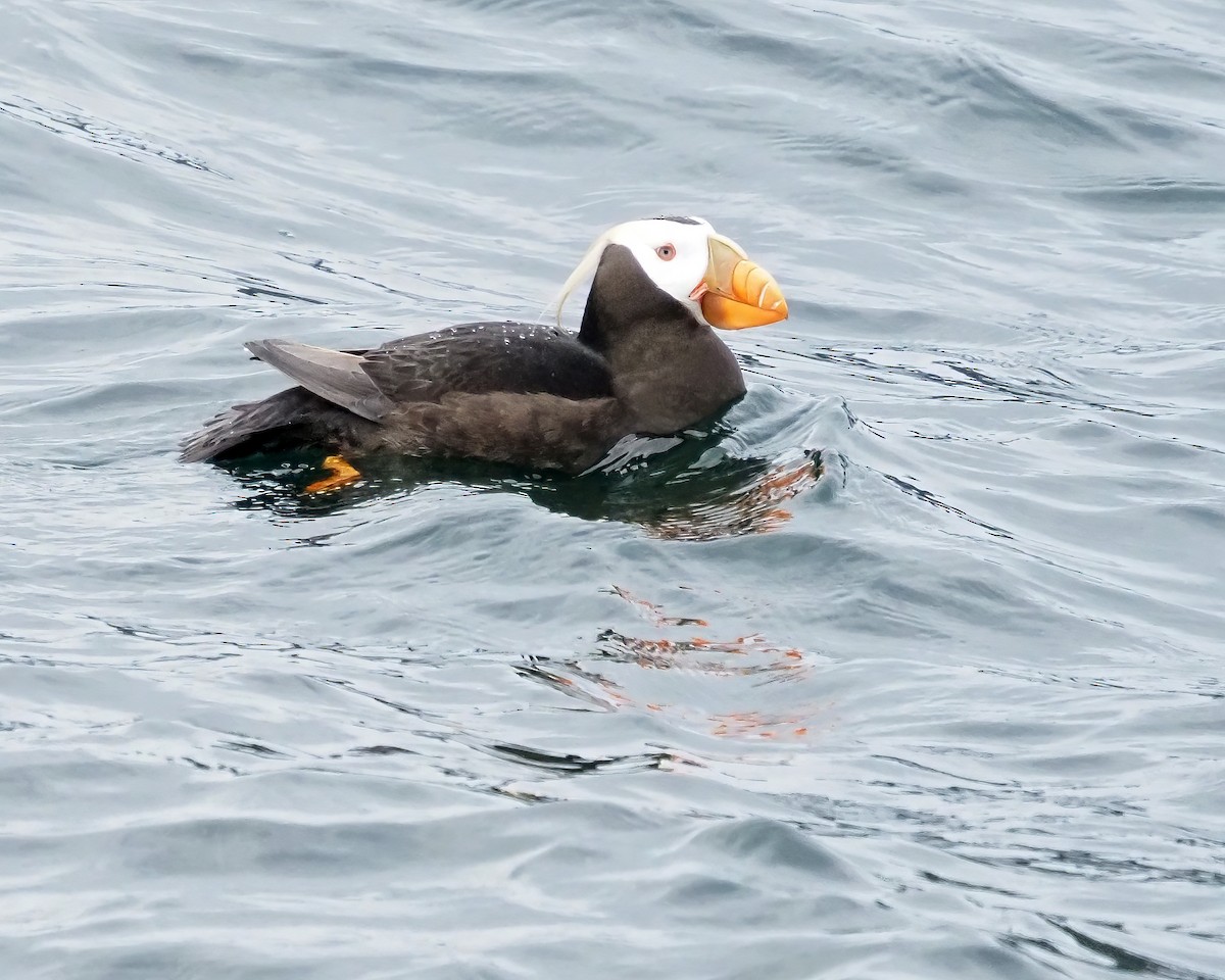 Tufted Puffin - ML616507758