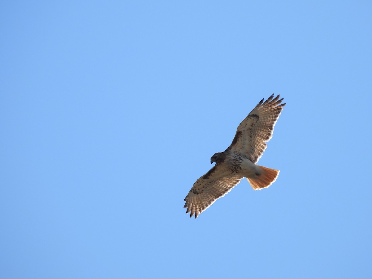 Red-tailed Hawk - ML616507765