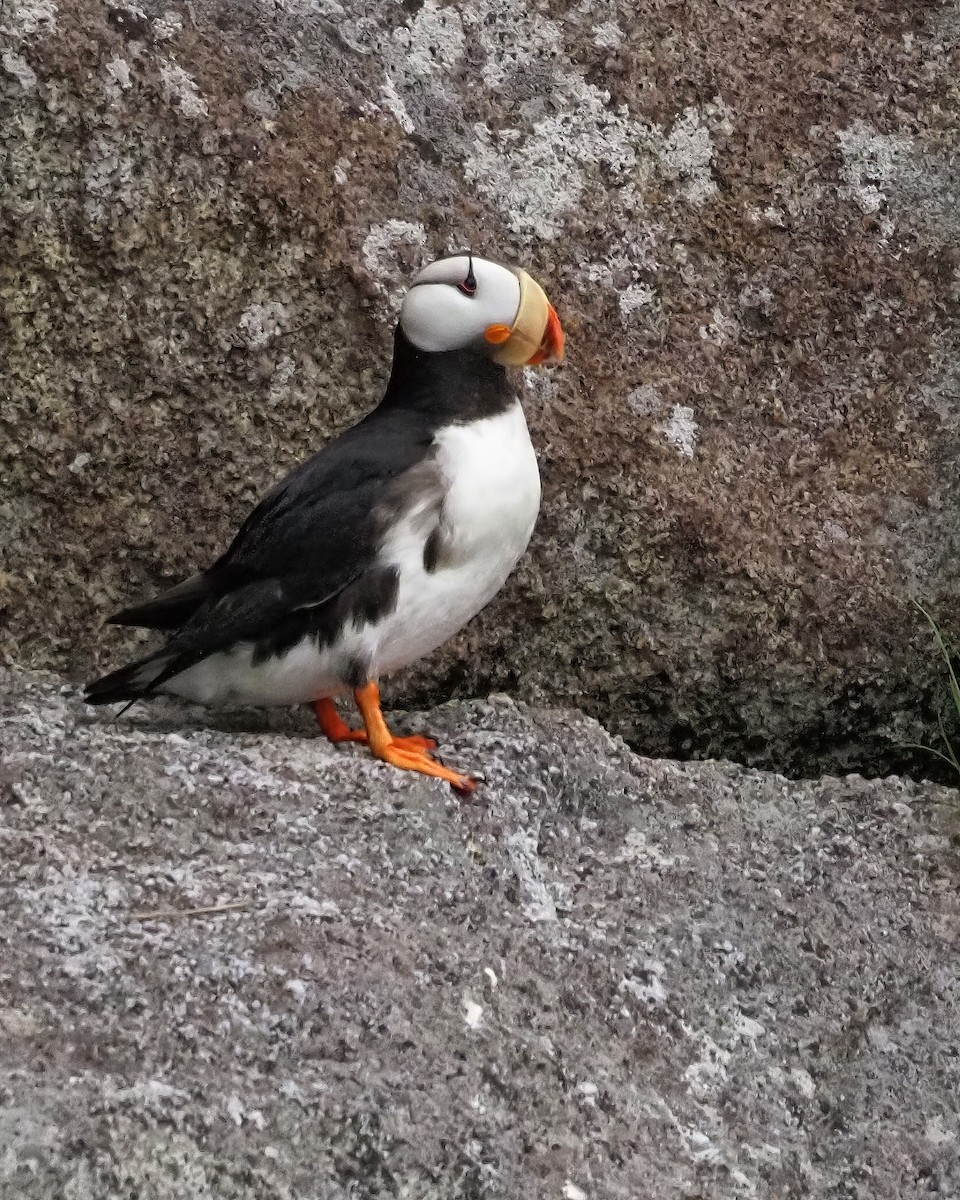 Horned Puffin - ML616507769