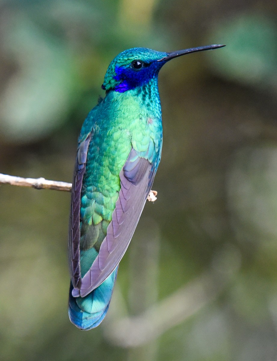 kolibřík modrolící - ML616507918