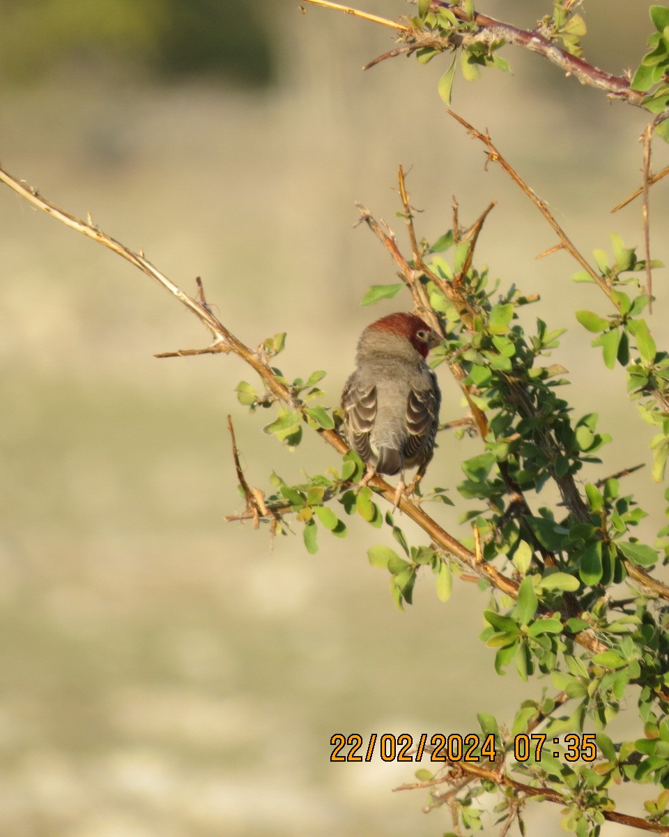 Red-headed Finch - ML616507962