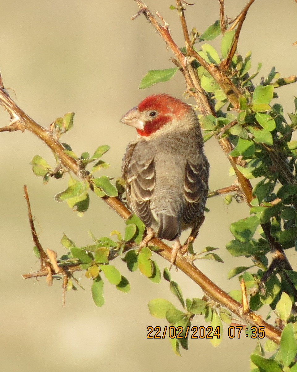 Red-headed Finch - ML616507963