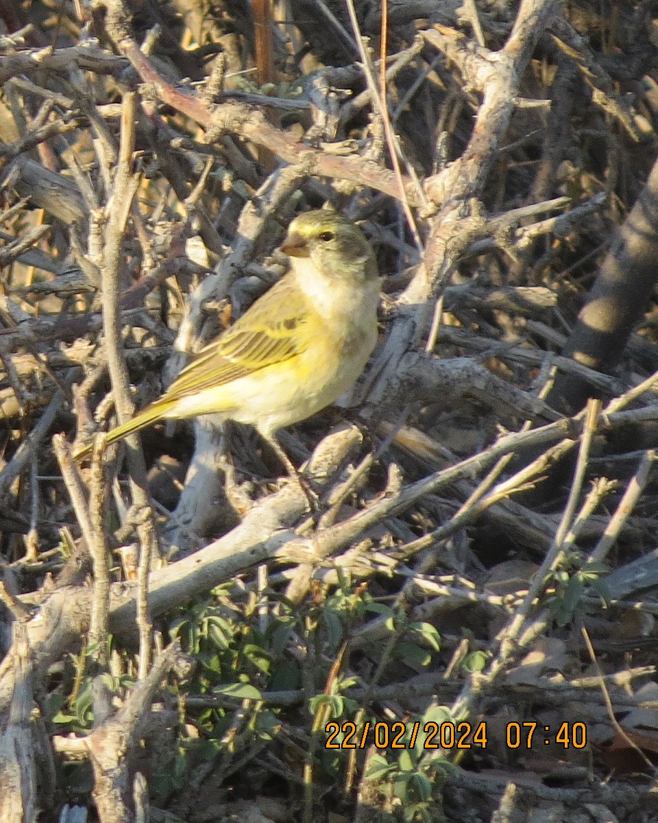 Yellow Canary - ML616508019