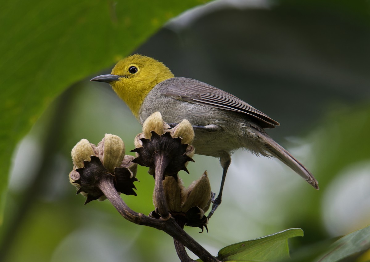 Yellow-headed Warbler - Chris Charlesworth