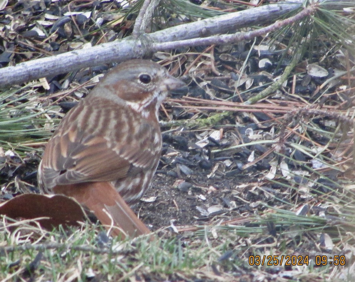 Fox Sparrow (Red) - ML616508174