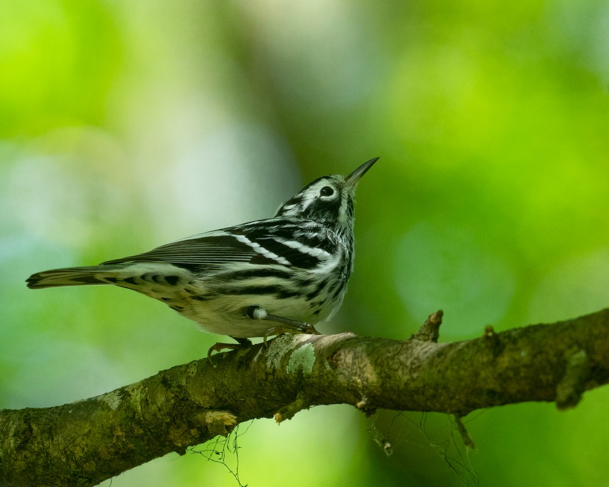 Black-and-white Warbler - ML616508257