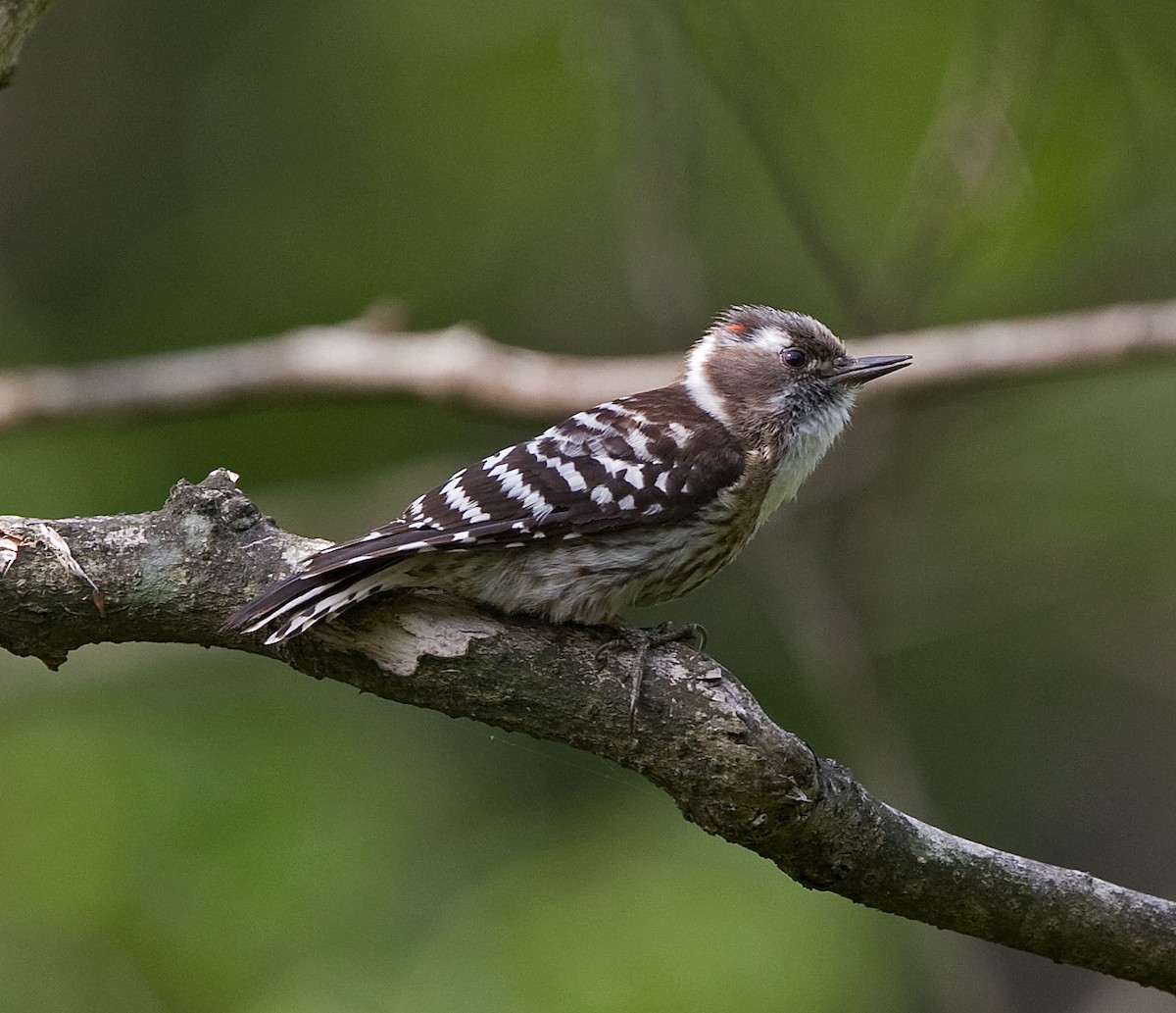Japanese Pygmy Woodpecker - ML616508370