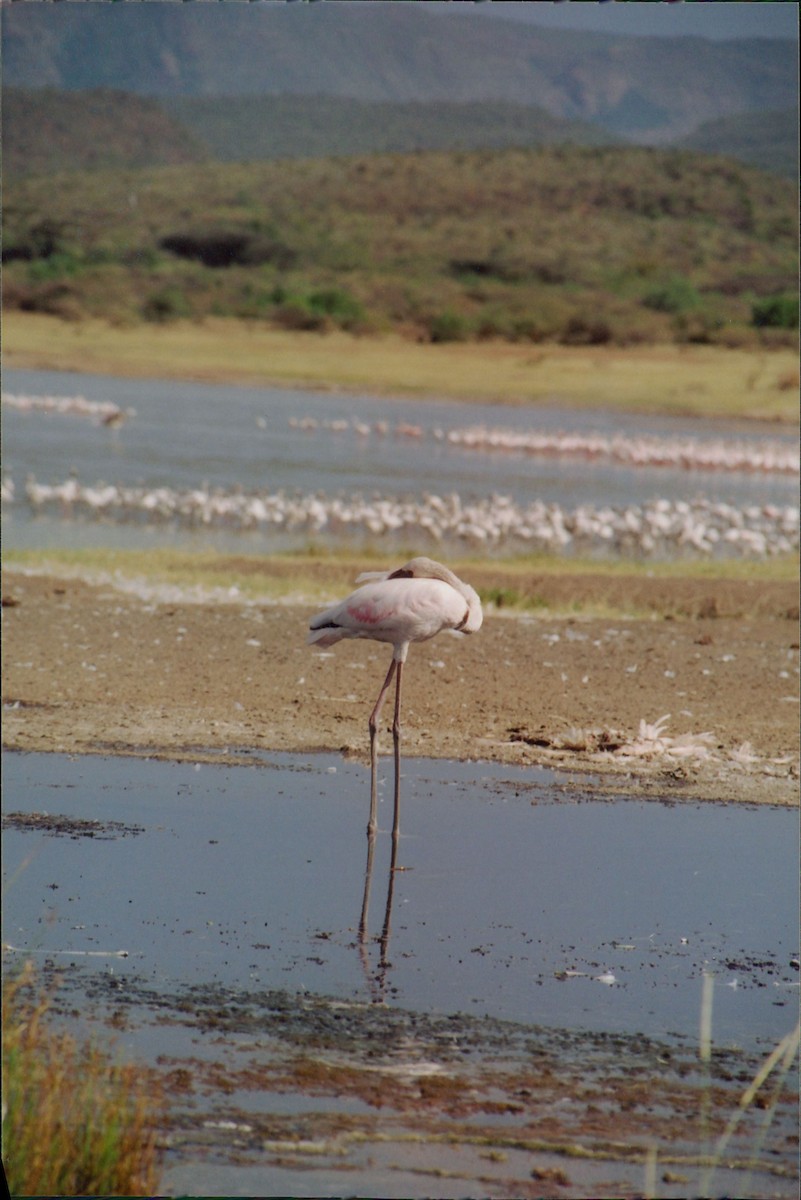 Lesser Flamingo - ML616508389