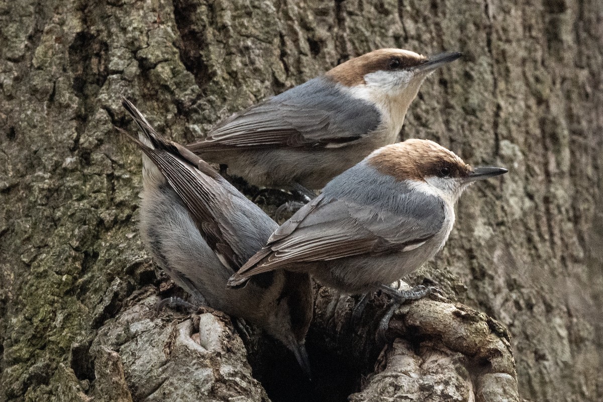 Brown-headed Nuthatch - ML616508469