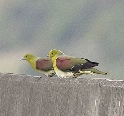 White-bellied Green-Pigeon - ML616508480