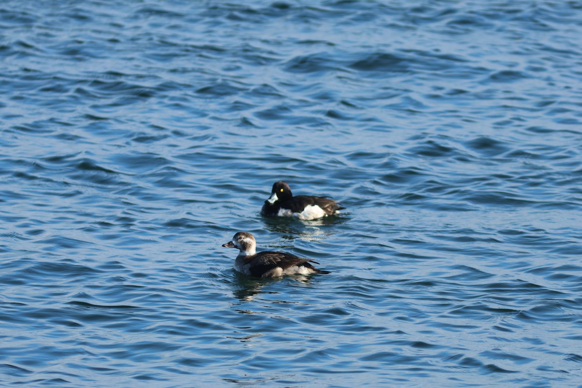 Long-tailed Duck - ML616508486