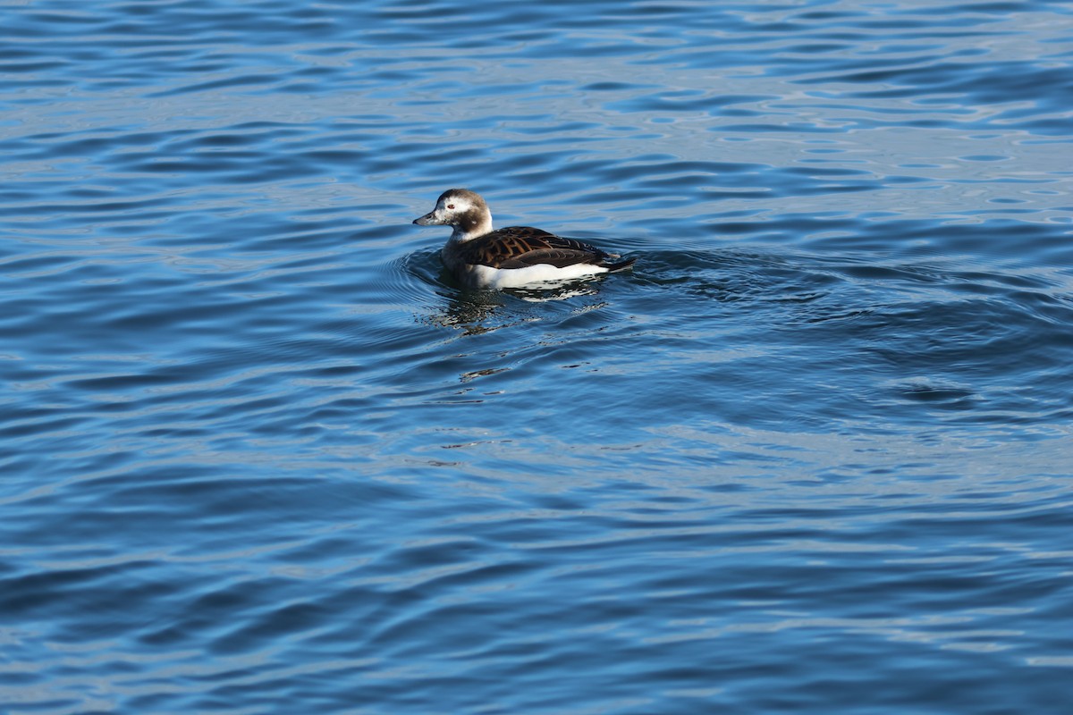 Long-tailed Duck - ML616508489