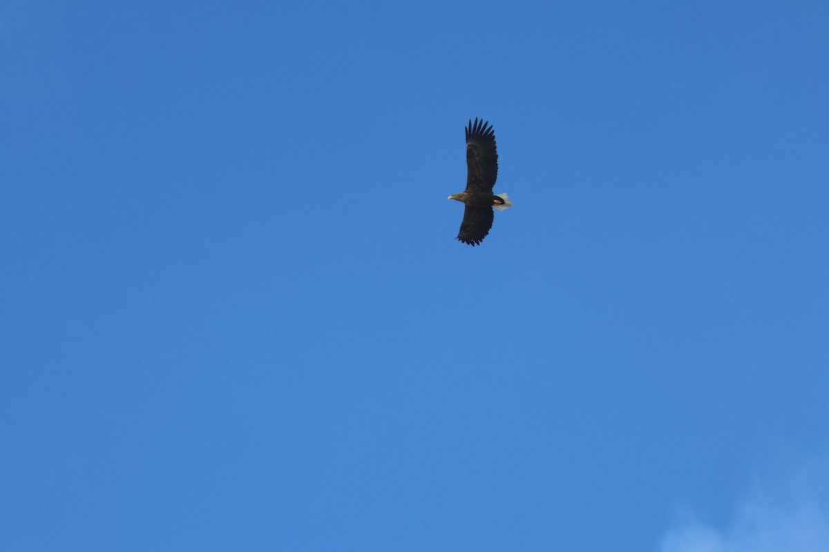 White-tailed Eagle - ML616508492