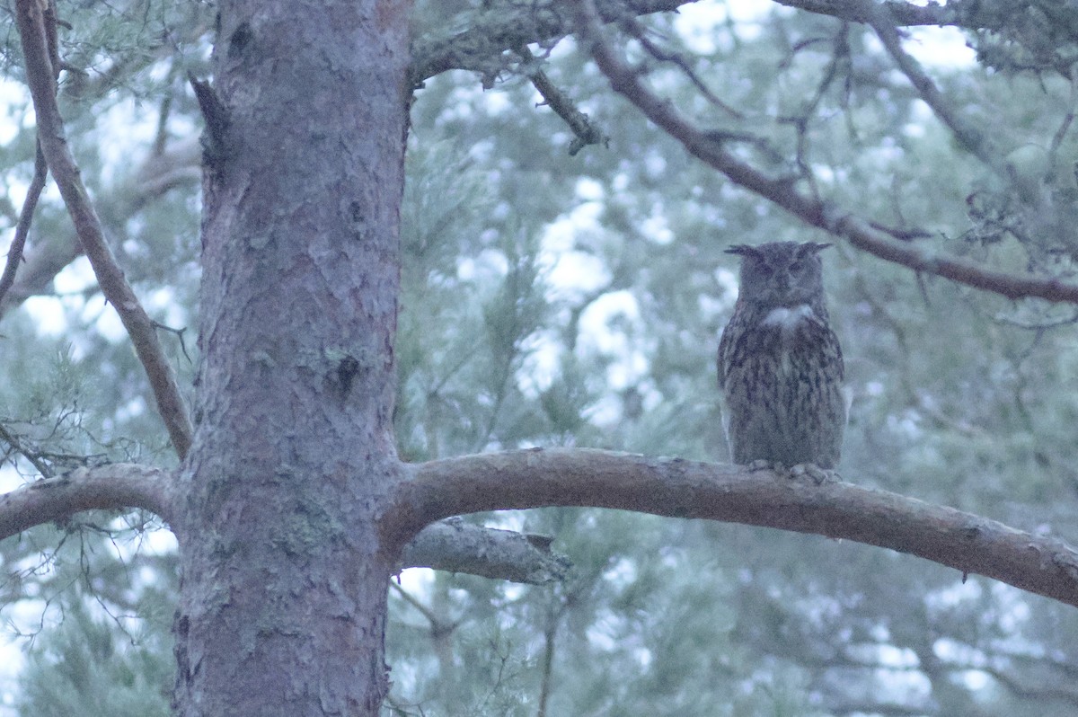 Eurasian Eagle-Owl - ML616508523