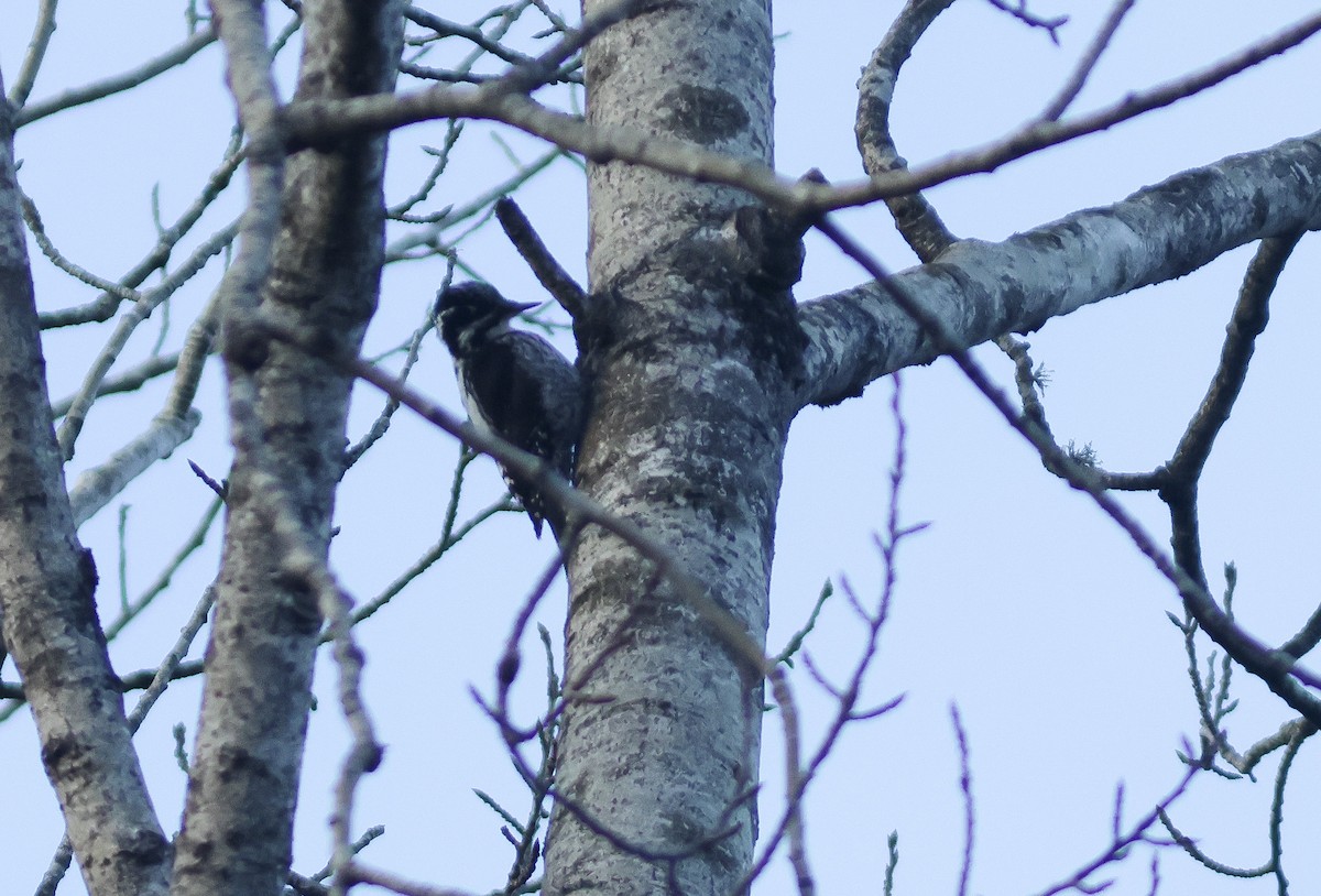 Eurasian Three-toed Woodpecker - Peter Alfrey
