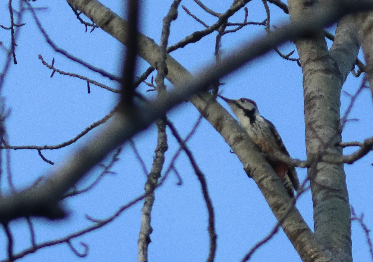 White-backed Woodpecker - ML616508619