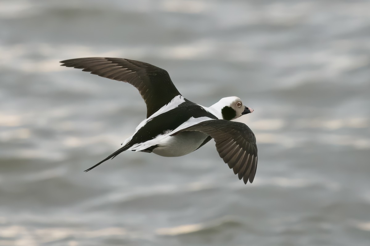 Long-tailed Duck - ML616508628
