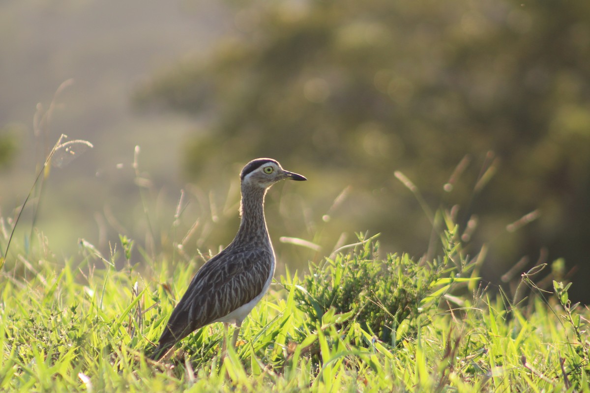 Double-striped Thick-knee - Jossy Calvo
