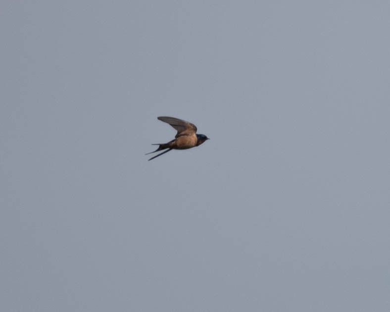 Barn Swallow (American) - ML616508665