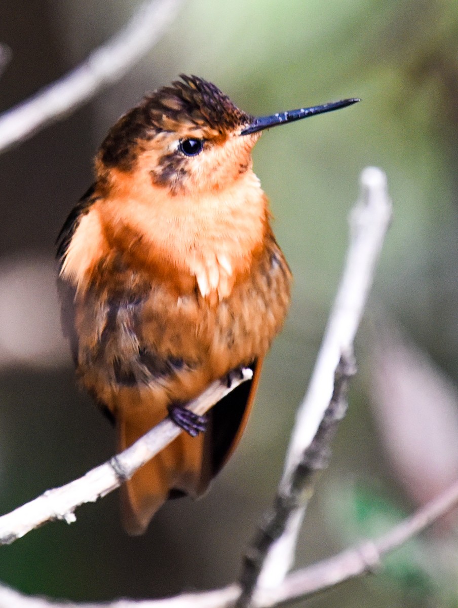 kolibřík duhovohřbetý - ML616508675