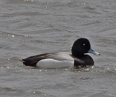 Greater Scaup - ML616508787