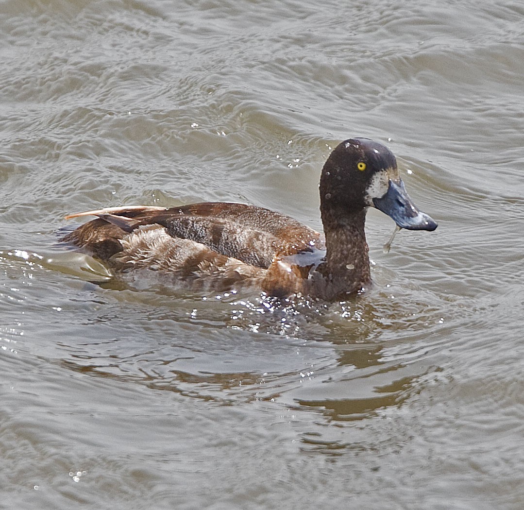 Greater Scaup - ML616508788