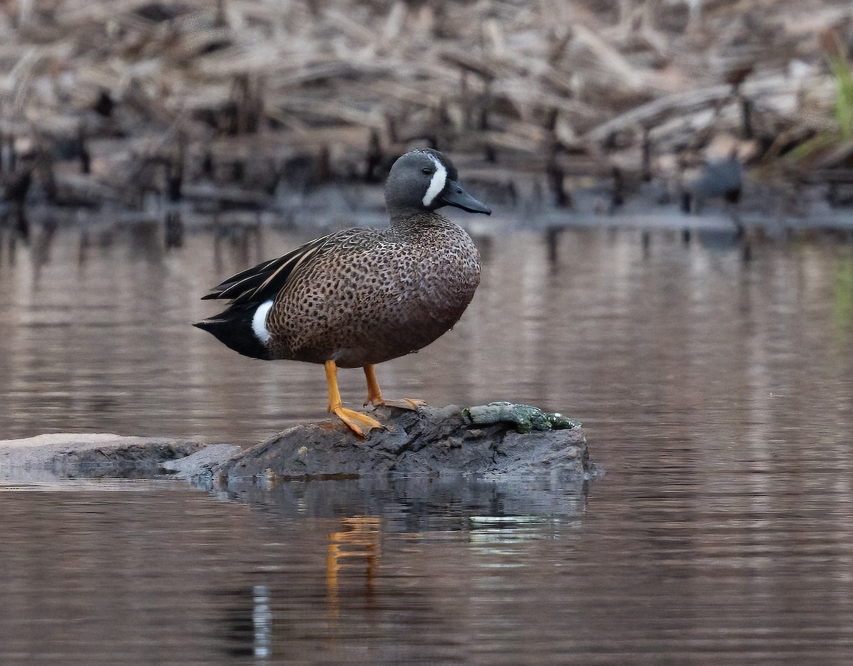 Blue-winged Teal - ML616508823